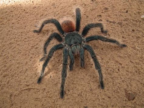 Sonhando de enfrentar uma aranha enorme e horrenda indica o fim de uma raia ruim e o início de tempos melhores. Infestação de aranhas preocupa agricultores de Conceição ...