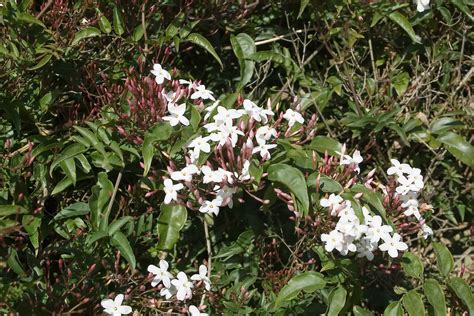 Jasminum Polyanthum New Zealand Plant Conservation Network