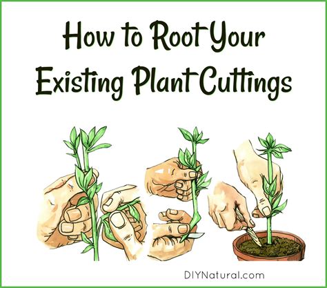 How To Root Plant Cuttings My 4 Step Process For Rooting Plant Cuttings