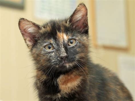 Rare Male Tortie Harry Turns Up At Shelter