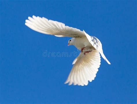 White Dove In Flight Against A Blue Sky Stock Image Image Of
