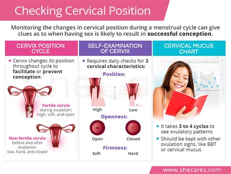 It's good to know that number. Checking Cervical Position | SheCares