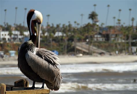 Free Images Coast Nature Bird Animal Pelican Pier Seabird