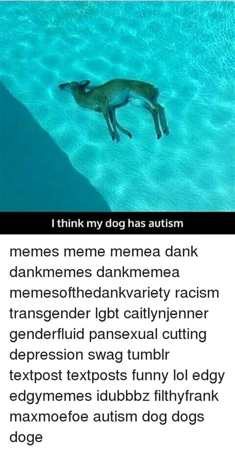 I Think My Dog Has Autism Memes Meme Memea Dank Dankmemes Dankmemea