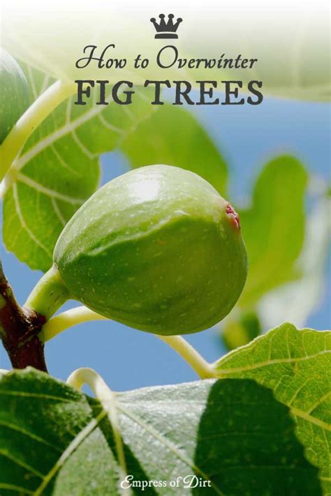 How To Overwinter Fig Trees In A Cold Climate Empress Of Dirt
