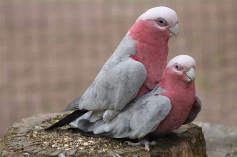 Signs Your Parrot Is Pregnant Dont Worry Be Ready Talkie Parrot