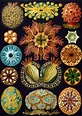 I (used to) blog every day: The amazing art of Ernst Haeckel