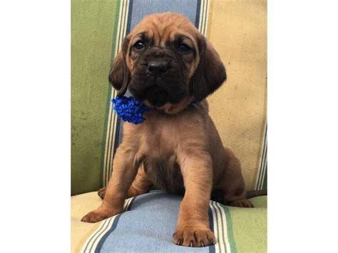 9 Full Blooded Bloodhound Puppies Boonville Puppies For Sale Near Me