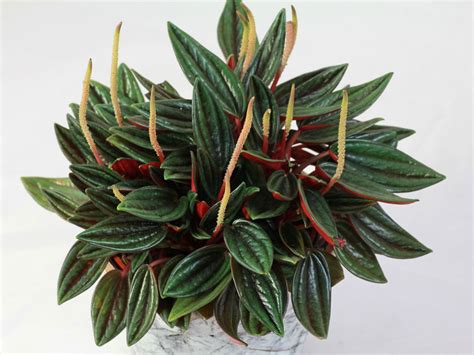 When a cutting is taken from the plant, it can no longer receive nutrients from the roots, so it relies on its storage. Peperomia caperata „Rosso" | Растения, Домашние растения ...
