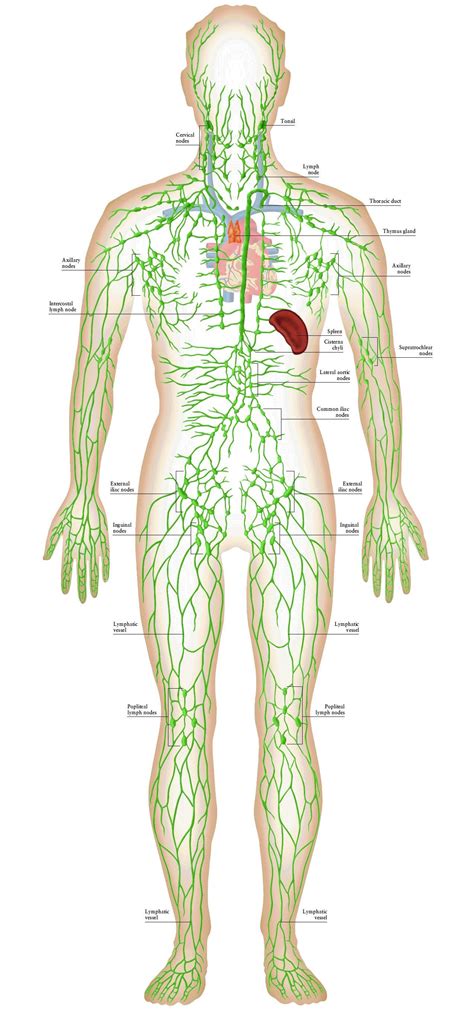 Lymphatic System Great Illustration Md Lymphatic Massage Anatomy