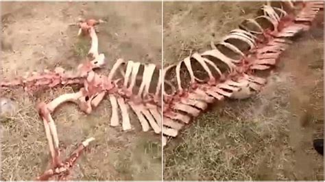 Real Life Chinese Dragon Discovered
