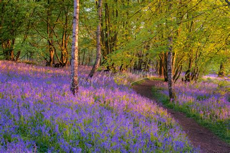 Bluebell Path Through The Woods At Sunrise Crisp Photography