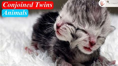 Conjoined Twins Animals ~ Body Bizarre Youtube