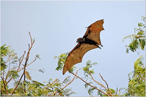 Giant Golden Crowned Flying Fox Photo Raymond J Barlow Photos At