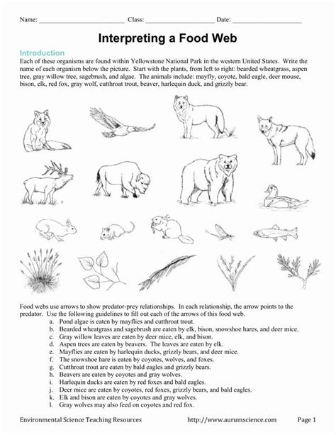 Food Chain And Food Web Worksheet