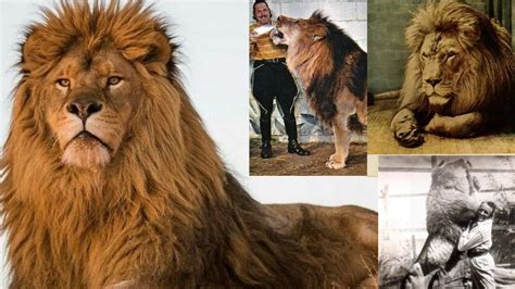 Interesting Facts And Information About Barbary Lion Youtube