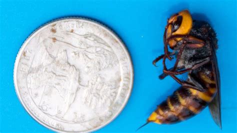 More Asian Giant Murder Hornets Found In Washington State Officials Say Fox News