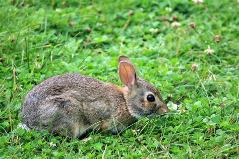 Bunny Image Free Stock Photo Public Domain Photo Cc0 Images