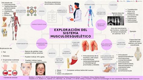 Exploración Del Sistema Musculoesquelético Lorena Torres Udocz