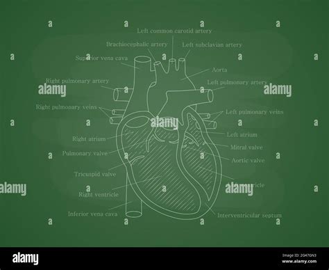 Sistema Cardíaco Humano Con Descripciones Diagrama Educativo Con