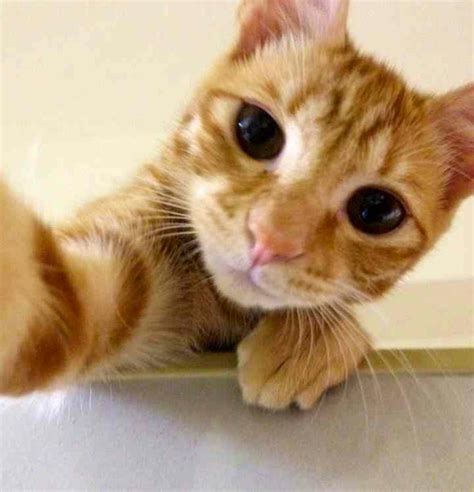 37 Cats Taking Selfies That Are Too Funny To Ignore