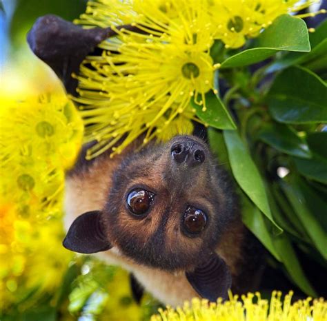 Our Laws Failed These Endangered Flying Foxes At Every Turn