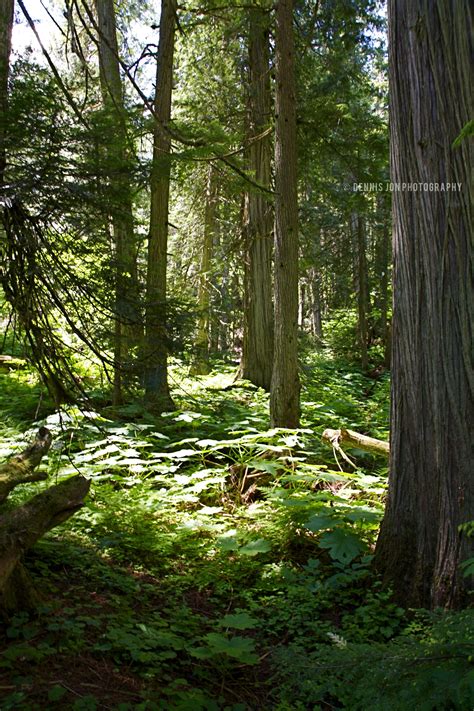 Old Growth Cedar Forest In The Only Inland Rain Forest In The World