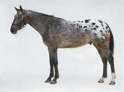 Most Popular Horse Breeds And Types