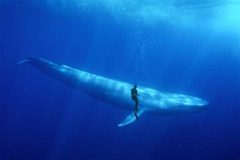 Huge Whales May Have Evolved Millions Of Years Earlier Than We Thought
