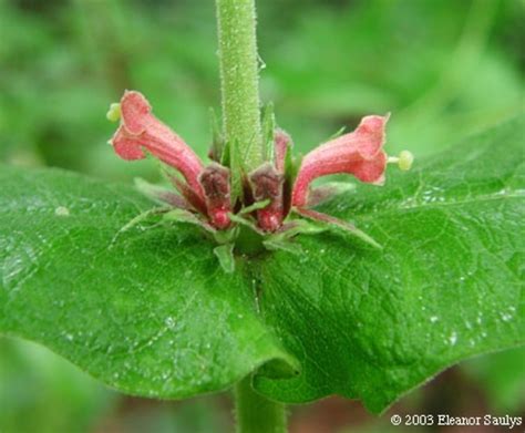 Triosteum Perfoliatum Perfoliate Leaved Horse Gentian Go Botany