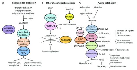 Schematic Representation Of The Pathways Of Fatty Acid β Oxidation Download Scientific