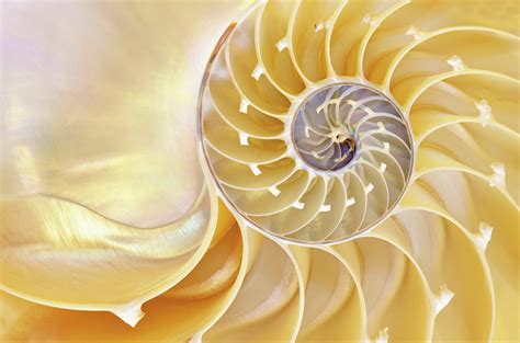 Seashells Structure Lessons From Ocean Evolution