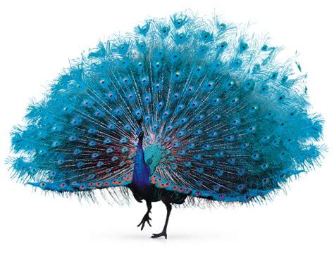 Peacock Png Pic Png All