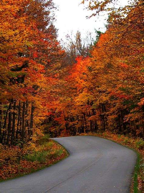 Free Download Autumn Path Wallpaper Wallpapers 1280x1024 For Your