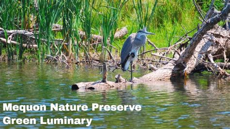 Mequon Nature Preserve Green Luminary Award Youtube