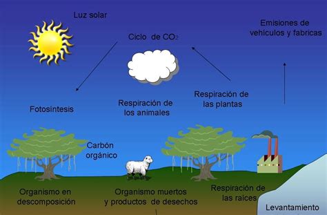 Ciclos De La Naturaleza Ciclo Del Carbono