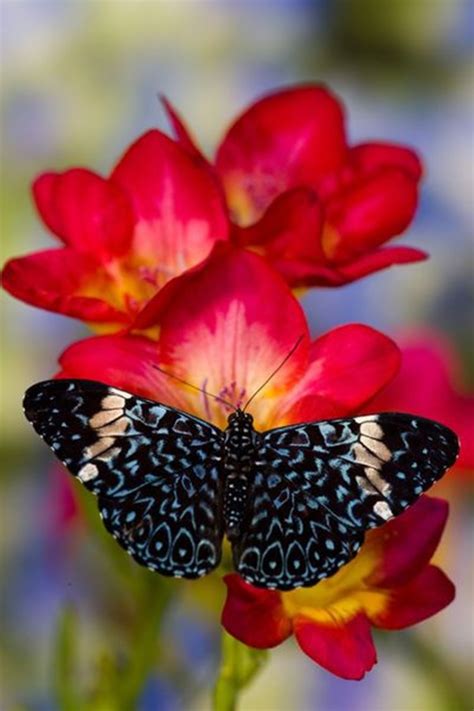 50 beautiful pictures of flowers and butterflies. 50 Beautiful Pictures Of Flowers And Butterflies