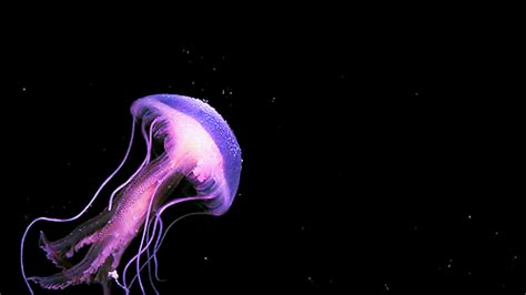 The Biology Of Bioluminescence What Is Bioluminescence How And Why
