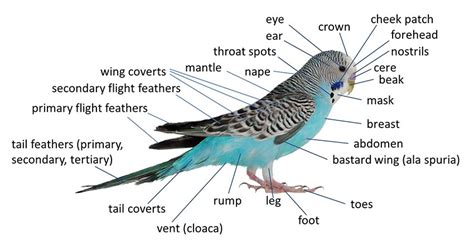 Parakeet Anatomy Biology And Lifecycle Parakeets Guide Omlet Us
