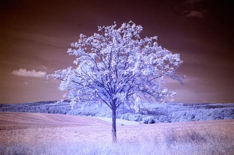 The Beginners Guide To Infrared Photography Pixsy