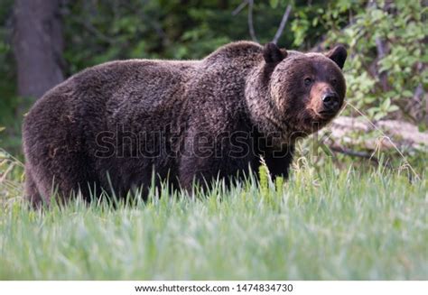 Grizzly Bears During Mating Season Stock Photo 1474834730 Shutterstock