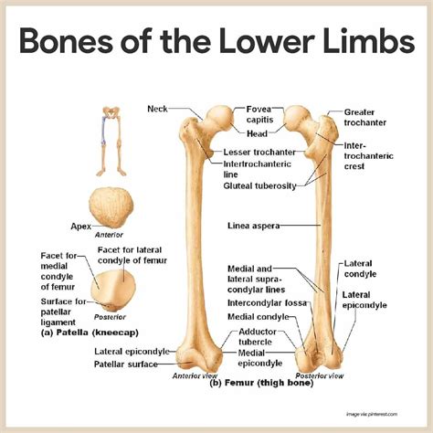 Lower Body Skeletal Anatomy Infographic Diagram Of Human Skeleton