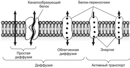 Транспорт веществ в клетке и через клеточную мембрану