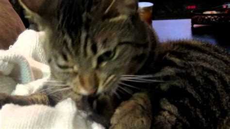 Animated images of funny cats in gif format. Our cat 'Meg Explosion' cleaning and biting her nails ...