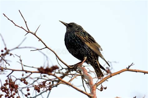 European Starling 801145 Stock Image Image Of Nature 192098831