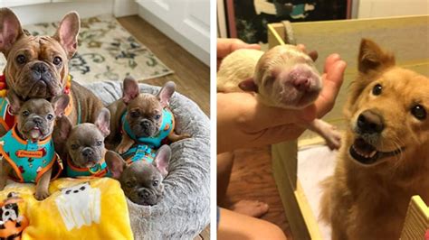 15 Proud Mama Dogs You Should See Healthy Happy News