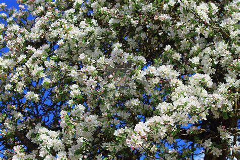 White Apple Tree Blossom In The Spring Time By Dzintraregina On Deviantart