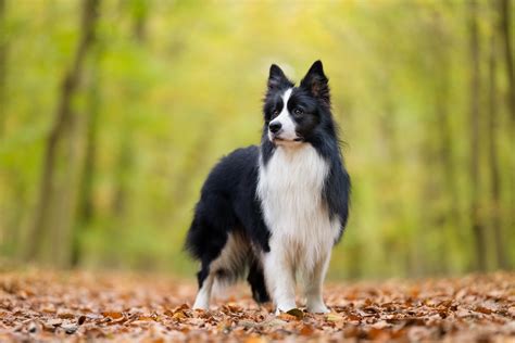 The Complete Border Collie Dog Breed Guide Pets Nurturing