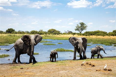 The 9 Best African Safari Tours Of 2021