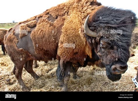 American Buffalo Bisons Männliche Kuh Ochsen Horntiere Männlichen Bull